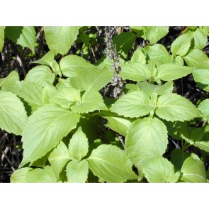 African Basil 