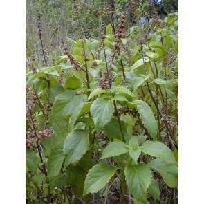 African Basil Seeds (Certified Organic)