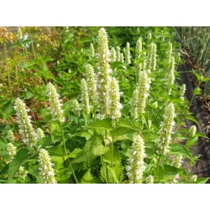 Anise Hyssop 'Tibetan' Seeds (Certified Organic)