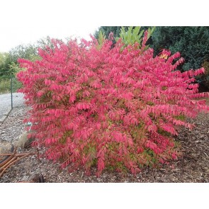 Burning Bush Seeds (Certified Organic)