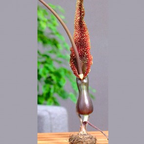 Voodoo Lily Corpse Flower Bulbs - Shipping 2025 Spring - Harvested on our Farm - USDA Certified Organic