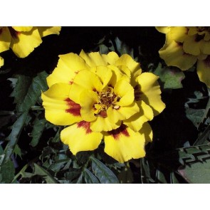 Marigold 'Aurora' Seeds (Certified Organic)