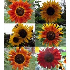 Sunflower 'Autumn Beauty' 