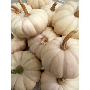 Pumpkin 'Baby Boo' Seeds (Certified Organic)