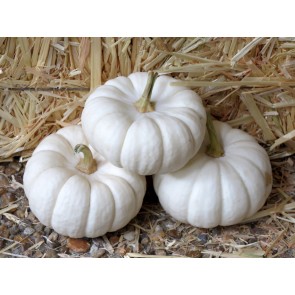 Pumpkin 'Baby Boo' 