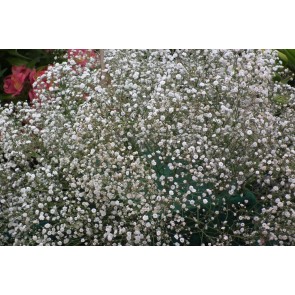 Baby's Breath 'Covent Garden'