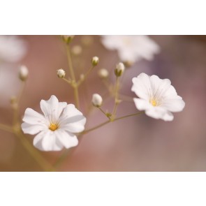 Baby's Breath 'Covent Garden' Seeds (Certified Organic)