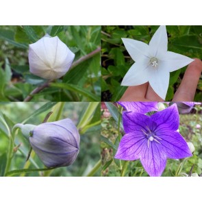 Balloon Flower Mix