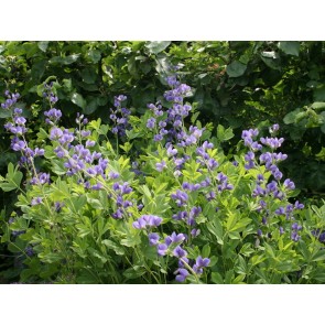 Blue Wild Indigo AKA Baptisia 