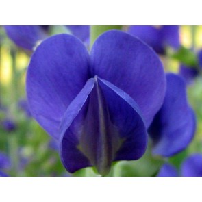 Blue Wild Indigo AKA Baptisia Seeds (Certified Organic)