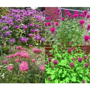 Bee Balm Mix