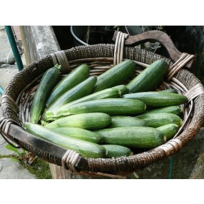 Dark Green Zucchini Summer Squash Plants (4 Pack)