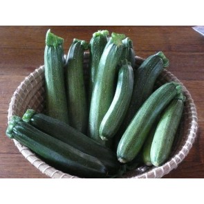 Dark Green Zucchini Summer Squash Plants (4 Pack)