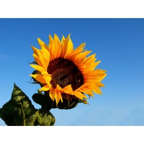 Sunflower 'Black Oil' Seeds (Certified Organic)