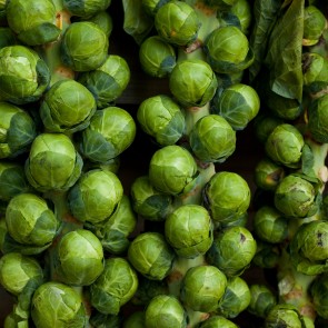 Brussels Sprouts 'Groninger' Plant 