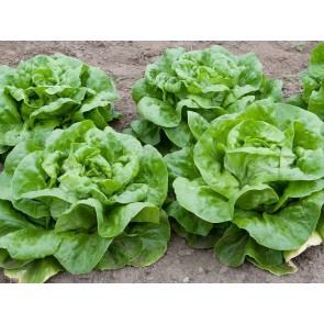 Lettuce 'Buttercrunch'