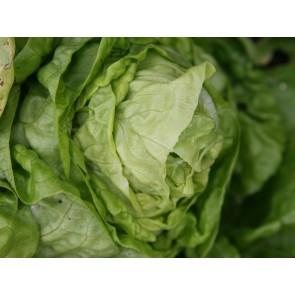 Lettuce 'Buttercrunch' Seeds (Certified Organic)