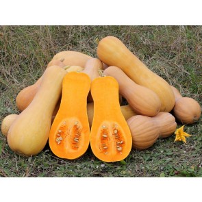 Butternut Squash 'Waltham'