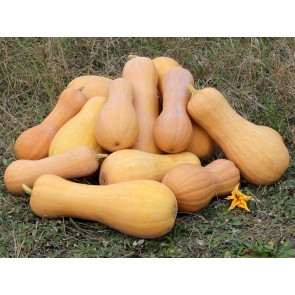 Butternut Squash 'Waltham' Seeds (Certified Organic)