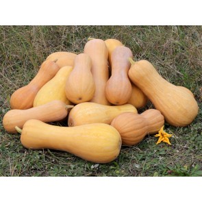 Butternut Squash 'Waltham' Seeds (Certified Organic)