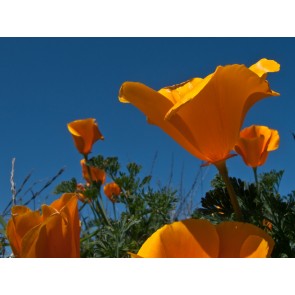 California Poppy Seeds (Certified Organic)