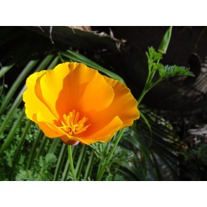 California Orange Poppy