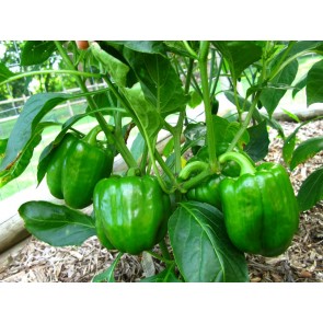 Bell Pepper 'California Wonder' Seeds (Certified Organic)