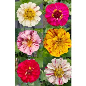 Zinnia 'Candy Cane Mix' 