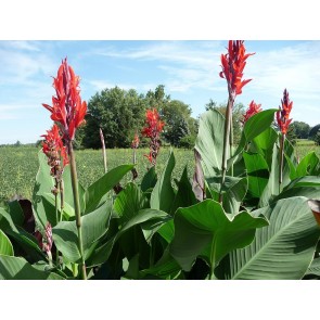 Red-Flowering Green-Leaf Canna Lily Bulbs - Shipping 2025 Spring - Harvested on our Farm - USDA Certified Organic
