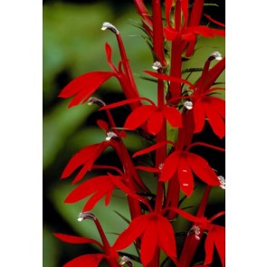 Cardinal Flower Seeds (Certified Organic)