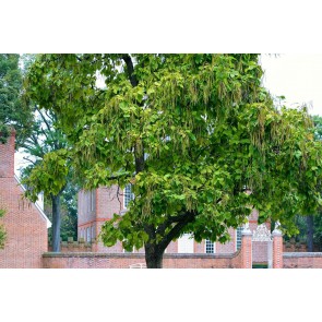 Northern Catalpa Tree Seeds (Certified Organic)