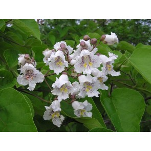 Northern Catalpa Tree Seeds (Certified Organic)