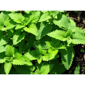 Catnip Seeds (Certified Organic)