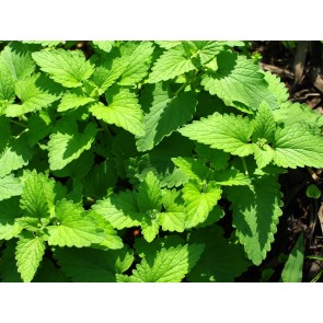 Herb 'Catnip' Plant (4