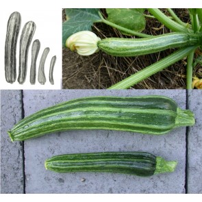 Zucchini Summer Squash 'Cocozelle' Plants (4PK)