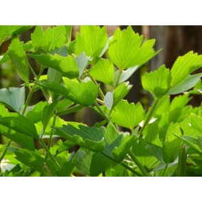 Herb 'Lovage' Plants (4PK)