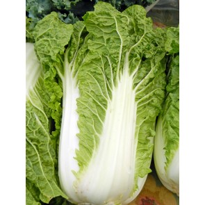 Napa/Chinese Cabbage 'Michihili'