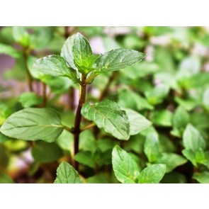 Herb 'Chocolate Mint' Plant (4" Pot)