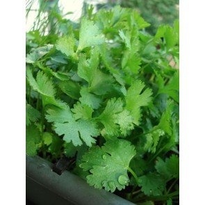 Herb 'Cilantro (Coriander)' Plants (6 Pack)