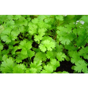 Cilantro (Coriander) Seeds (Certified Organic)