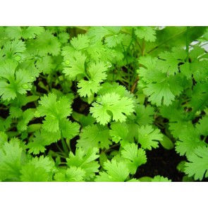 Herb 'Cilantro (Coriander)' Plants (6PK)