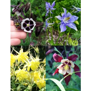 Columbine Mix 