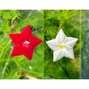 Morning Glory Cypress Vine, Red and White 