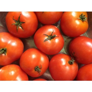 Tomato 'Czech's Bush' Seeds (Certified Organic)