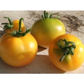 Tomato 'Czech's Excellent Yellow' Seeds (Certified Organic)