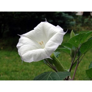 Datura AKA Devil's Trumpet 'Evening Fragrance' 