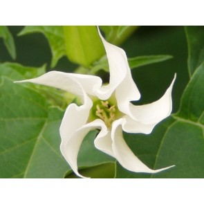 Moonflower Datura AKA Devil's Trumpet 'Evening Fragrance' Seeds (Certified Organic)