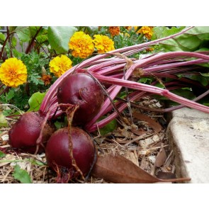 Beet 'Detroit Dark Red'