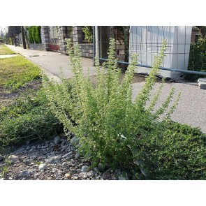 Ambrosia AKA Jerusalem Oak Goosefoot 