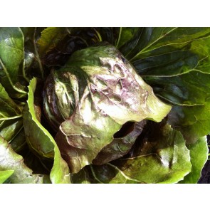 Radicchio ‘Early Palla Rossa’ Seeds (Certified Organic)